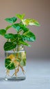 Botanical elegance Tricolor Nephthytis, a green air purifying plant in glass