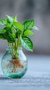 Botanical elegance Tricolor Nephthytis, a green air purifying plant in glass