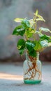 Botanical elegance Tricolor Nephthytis, a green air purifying plant in glass