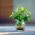 Botanical elegance Tricolor Nephthytis, a green air purifying plant in glass