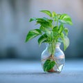 Botanical elegance Tricolor Nephthytis, a green air purifying plant in glass