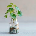 Botanical elegance Tricolor Nephthytis, a green air purifying plant in glass