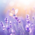 Botanical enchantment Purple lavender blooms with a delicate butterfly and bokeh Royalty Free Stock Photo