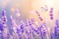 Botanical enchantment Purple lavender blooms with a delicate butterfly and bokeh Royalty Free Stock Photo