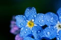 Botanical extremely macro photo of Myosotis sylvatica also known as forget-me-not flowers. Royalty Free Stock Photo
