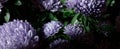 Botanical floral dark moody banner or background with lilac asters Royalty Free Stock Photo