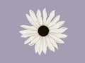 Botanical illustration. Italian white sunflower with large creamy white flowers. Royalty Free Stock Photo