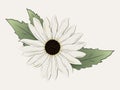Botanical illustration. Italian white sunflower with large creamy white flowers. Royalty Free Stock Photo