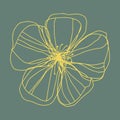 botanical floristic contour flower blossom open buds . Vector isolated minimalistic green yellifloweow