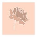 botanical floristic contour flower peonies open buds . Vector isolated minimalistic flower