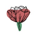 botanical floristic contour flower peonies, poppies tulips open buds and closed. Vector isolated minimalistic terracotta flower