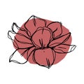 botanical floristic contour flower peonies, poppies tulips open buds and closed. Vector isolated minimalistic terracotta flower