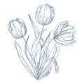 blue botanical floristic sketch bouquet contour flowers tulips open buds and closed with twigs and leaves. Vector
