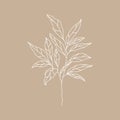 botanical floristic sketch contour branches with leaves. Vector isolated minimalistic branch on a background white