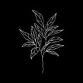 black botanical floristic sketch contour branches with leaves. Vector isolated minimalistic branch on a background