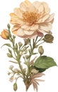 Flower Bundle, Botanical Vector Illustration