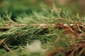 Ladybug on a leaflet. Red bug on the grass. Insects. Background wild nature. Macro, botanical, fir , ladybug sits on a green fir, Royalty Free Stock Photo