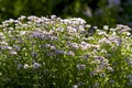 Botanical: Flowers Aster Amellus on the flower bed on beautiful sunny day