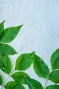 Botanical Foliage Frame from Ash Tree Branches Green Leaves with Rain Drops on Grey Distressed Scratched Concrete Metal. Summer Royalty Free Stock Photo