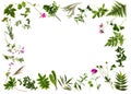 Botanical Frame. Herbarium of various plants on a white background. Copy space.