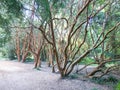 Botanical Garden of the Austral University. Valdivia, Chile, South America, Teja island. De los Rios Region