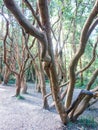 Botanical Garden of the Austral University. Valdivia, Chile, South America, Teja island. De los Rios Region