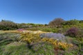 Botanical garden with beautiful flowers in spring time, South Africa, western cape Royalty Free Stock Photo