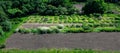 Botanical garden bed with bushes and flowers for experimental cultivation and growth. Royalty Free Stock Photo