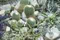 Botanical Garden, Cactuses in Glasshouse Royalty Free Stock Photo