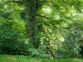 In the botanical garden. Collection of different plants in one place. In a dense forest. Greenery of the botanical garden Royalty Free Stock Photo