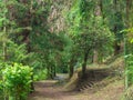 In the botanical garden. Collection of different plants in one place. In a dense forest. Greenery of the botanical garden. Old Royalty Free Stock Photo