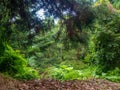 In the botanical garden. Collection of different plants in one place. In a dense forest. Greenery of the botanical garden Royalty Free Stock Photo