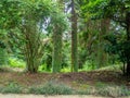 In the botanical garden. Collection of different plants in one place. In a dense forest. Greenery of the botanical garden Royalty Free Stock Photo