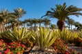 Botanical Garden With Exotic Plants In Egypt. Palm Trees, Green Agave And Blooming Red Flowers. Well Maintained Park, Resort City Royalty Free Stock Photo