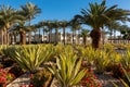 Botanical Garden With Exotic Plants In Middle East. Palm Trees, Green Agave And Blooming Red Flowers. Well Maintained Green Park Royalty Free Stock Photo