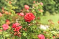 Beautiful hybrid rose in the botanical garden of Kiev, Ukraine. Close-up shot.