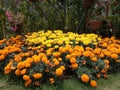 Botanical garden Flower Show, Munnar, Kerala