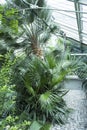 Botanical Garden, in a Glasshouse Royalty Free Stock Photo