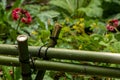 Botanical garden with a green bamboo fence latched together