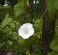 Botanical garden KIT Karlsruhe_ Baden Wuerttemberg, Germany, Europe Royalty Free Stock Photo