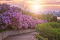 Botanical garden in Kyiv Kiev at sunrise. Amazing morning landscape with blossoming lilac, Ukraine