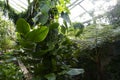 Botanical garden in London with green house