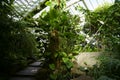 Botanical garden in London with green house