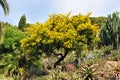 Botanical garden Marimurtra, Blanes Royalty Free Stock Photo