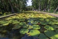 Botanical garden on Mauritius island