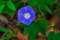 Morning glory flower stamen