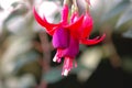 Fuchsia hybrida Hort