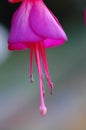 Fuchsia hybrida Hort