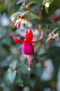 Fuchsia hybrida Hort