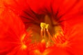 Morning glory flower stamen